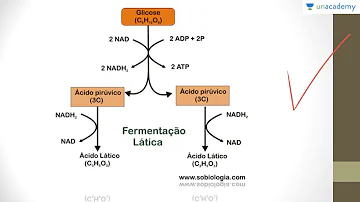 O que leva a fermentação nas células musculares humanas?