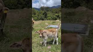 Mother Cow And Her Son