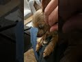 When we first met Murphy the micro Yorkie. We're getting attached #dogmom #teacupdog #yorkie