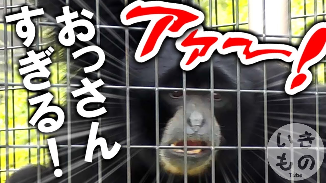 フクロテナガザル】ケイジくん 名古屋・東山動物園 叫び声が江口拓也に