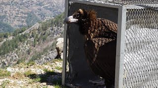 Tedavi Edilen Kara Akbaba Doğaya Salındı