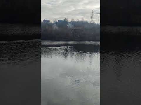 Wild #Ducks 🦆