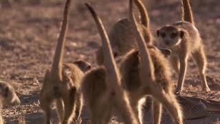 SkyAnimal Meerkat Vs Snake Family Protect Young Meerkat From Cobra Hunting