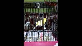 Volkan Aker Hoca Malinua Kanarya Ötüm