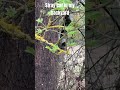 Stray cat #animals #animalshorts #cat #cats #trees