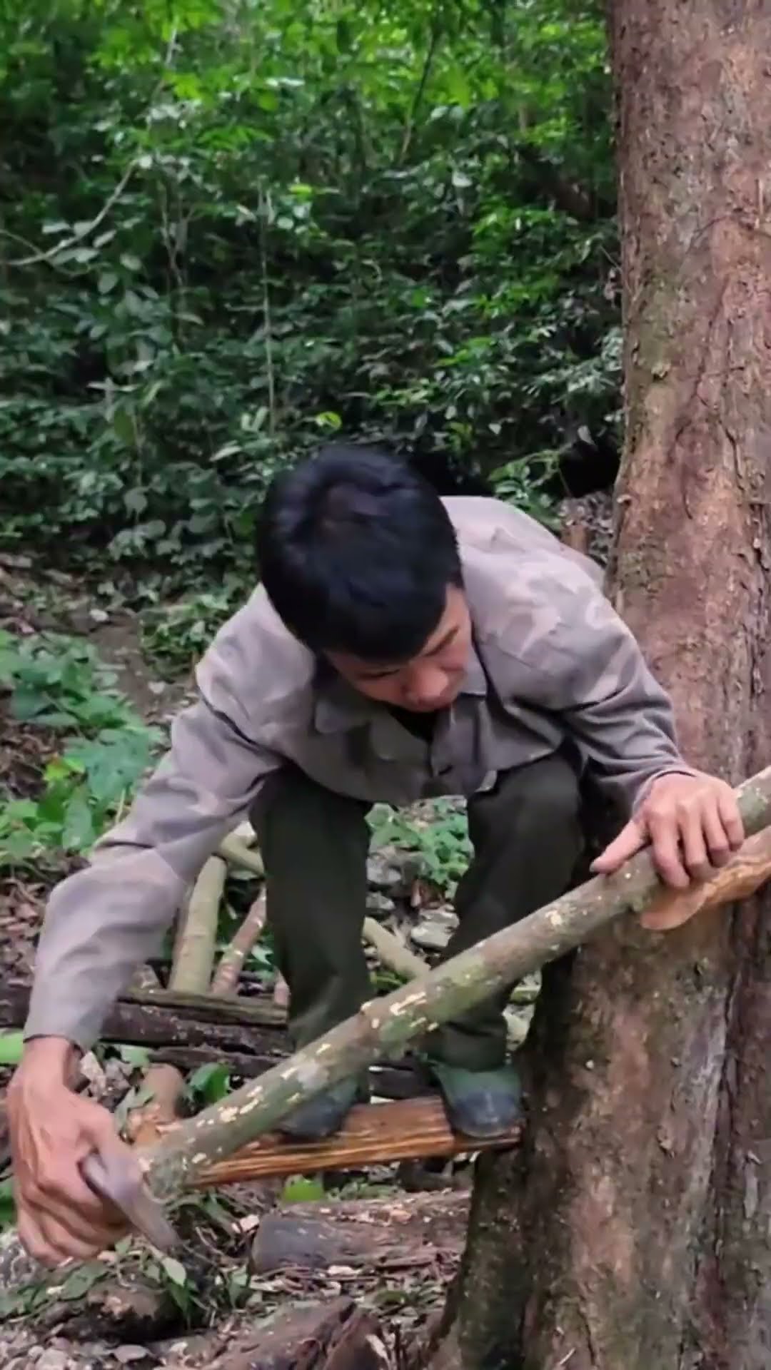 Jungle #shortvideo