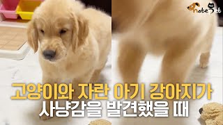 고양이와 자란 아기 강아지가 사냥감을 발견했을 때 by 노트펫 3,464 views 1 year ago 1 minute