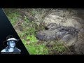 Alligator eats python 01 footage