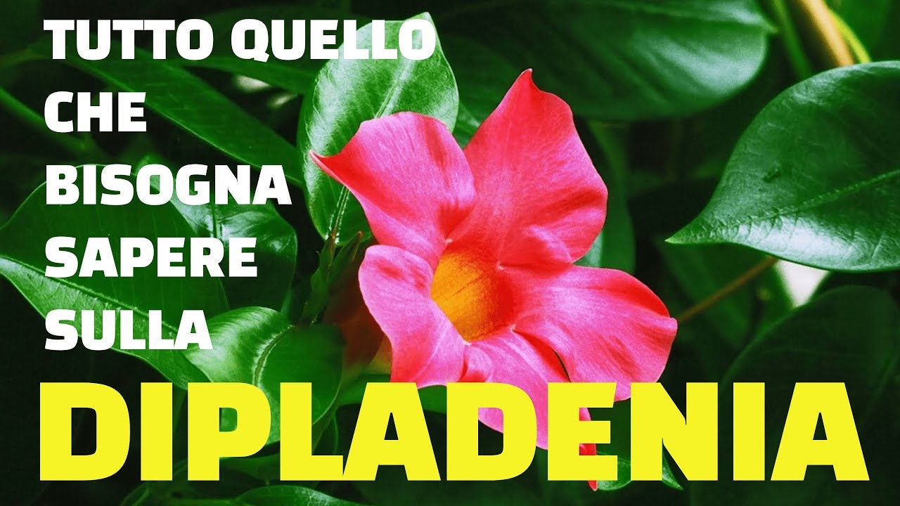 Dipladenia tutto quello che bisogna sapere