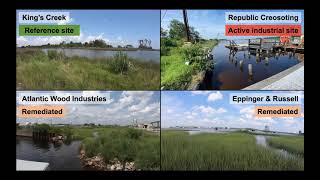 Atlantic killifish retain pollution-adapted phenotype following river remediation - Lindsay Jasperse