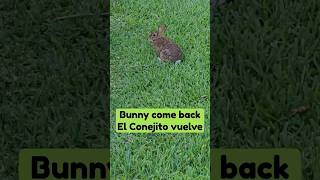 Bunny come back El Conejito vuelve #nature #bunny #vida #animals #beauty #shorts