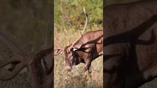 Red Stag ? hunt jagd jakt chasse polowanie rypo reddeer redstag roar deer hunter