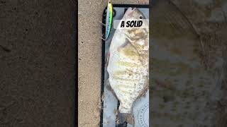 Monster barred surf perch on the Ima Gyodo 110MD