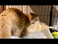 自分のトイレの匂いに驚く子猫