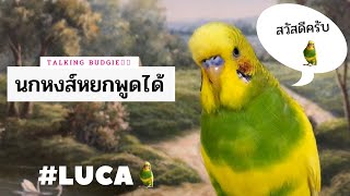 Talking Budgie Luca (2) | นกหงส์หยก พูดได้ | ลูก้าเป็นนกหงส์หยก 🐥✨