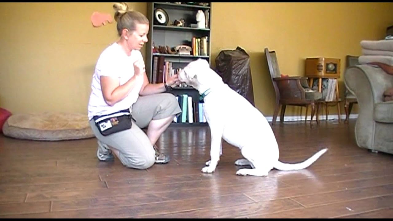 Deaf dog clicker training - marking the behavior tutorial physical education