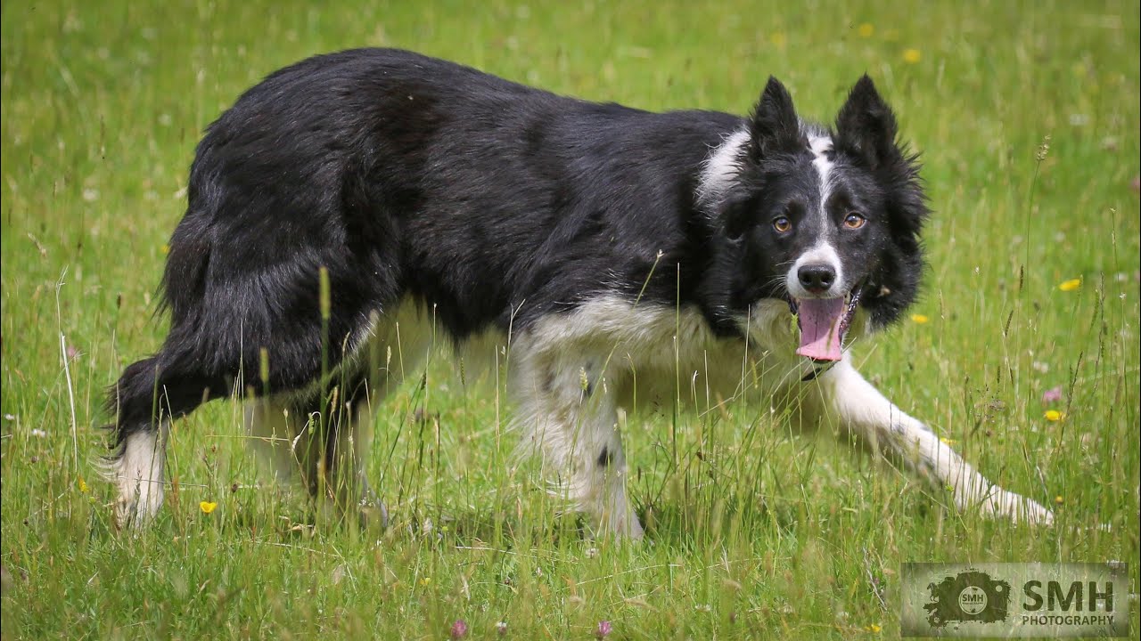 Ty’R Banc Jet 00/392886…lot no 16 Dolgellau online sale 2nd July (Mr.B.Morgan)