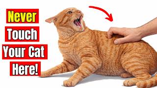 Cats Don't Forgive These Mistakes — The Unspoken Rules Every Owner Must Follow