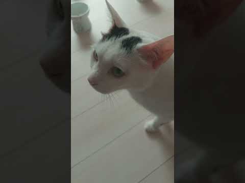 お昼ごはんを食べたのに甘えて鳴くお返事猫がこちら #shorts