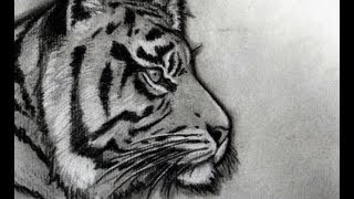How to Sketch a Tiger