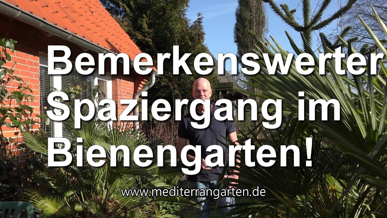 Sizilianische Bienen, Oliven und Palmen im Garten: Geht das?