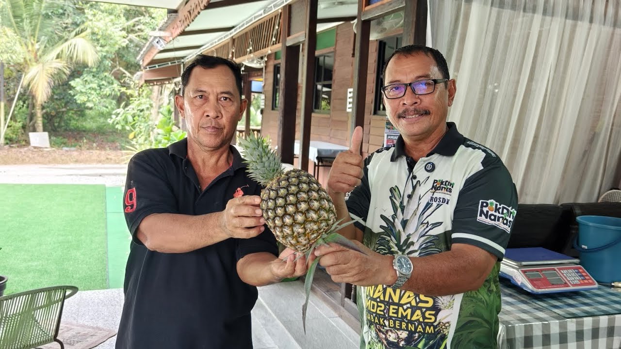 Mari kita rasa buah Nanas Sarawak Gold (SG1), masih dalam percubaan 