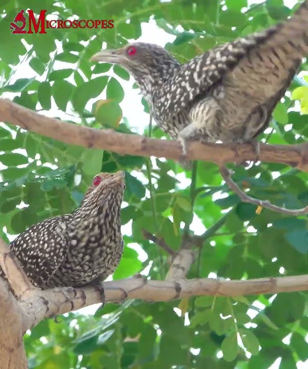 Suara koel Asia betina 'Eudynamys scolopaceus' #asiankoel #eudynamysscolopaceus