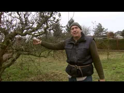 Video: Jarné Spracovanie Ovocných Stromov