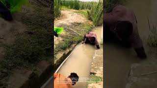 Traditional Net Fishing: Catching Small Fish in a Narrow Canal with Fine Mesh