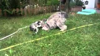 Hundekind Vs Katzenkind Milo & Pino Bff