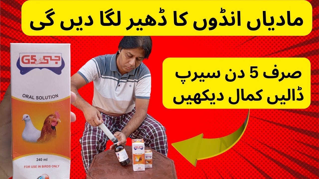 جوڑوں سے انڈے لینے کا فارمولہ | جی 5 G | Breeding Formula | 