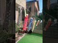 鯉のぼり始めました