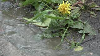 Ливень. Heavy Rain