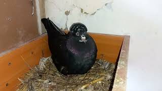 #Pigeons. Голуби начинающего голубятника !!!