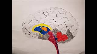 BIOL*2400 Evolution of Human Language