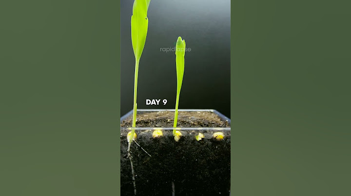 CORN 🌽 Growing at 10000x Speed! #satisfying #short