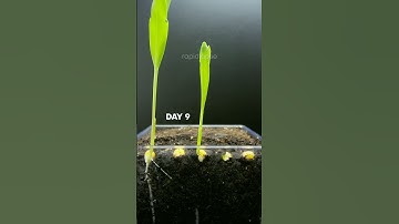 CORN 🌽 Growing at 10000x Speed! #satisfying #short