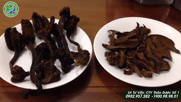 Nấm ngọc cẩu có 3 loại, loại nào tốt nhất. Cách chọn nấm tốt để ngâm
