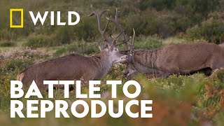 Stags Battle To Reproduce | Wild Europe | National Geographic Wild