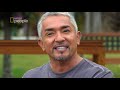 Spotkanie z lamą miało nauczyć go panowania nad psem [Cesar Millan na ratunek]