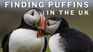 HOW to Find PUFFINS in Scotland - The EXACT Location!!
