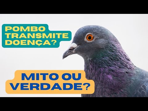 Vídeo: O cocô de pombo-torcaz é perigoso?