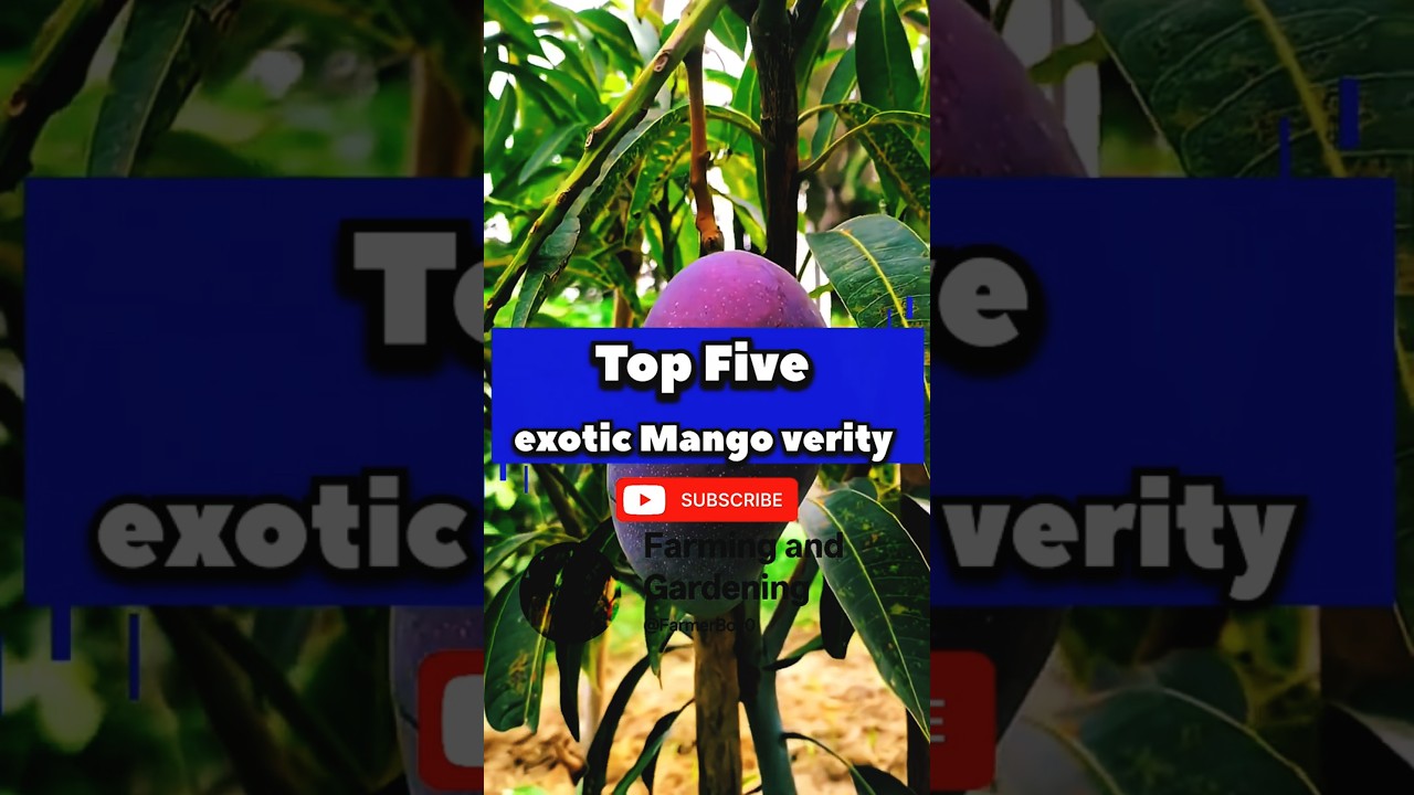 Top 5 Rare Exotic Mango 🥭!World Famous Varieties King of Mango 