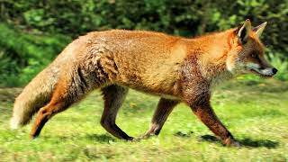 Red Fox screaming at night  Sounds like a baby!