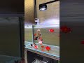 I love watching my little goldfish eat #OrnamentalFish #FishKeepingDiary