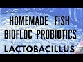 How to make Probiotics Lactobacillus | Easy Homemade Probiotic recipe (Biofloc Fish Diet Urdu/Hindi)