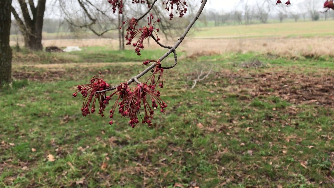 Eastern Kansas Springtime Springtime flowers in Eastern Kansas - YouTube
