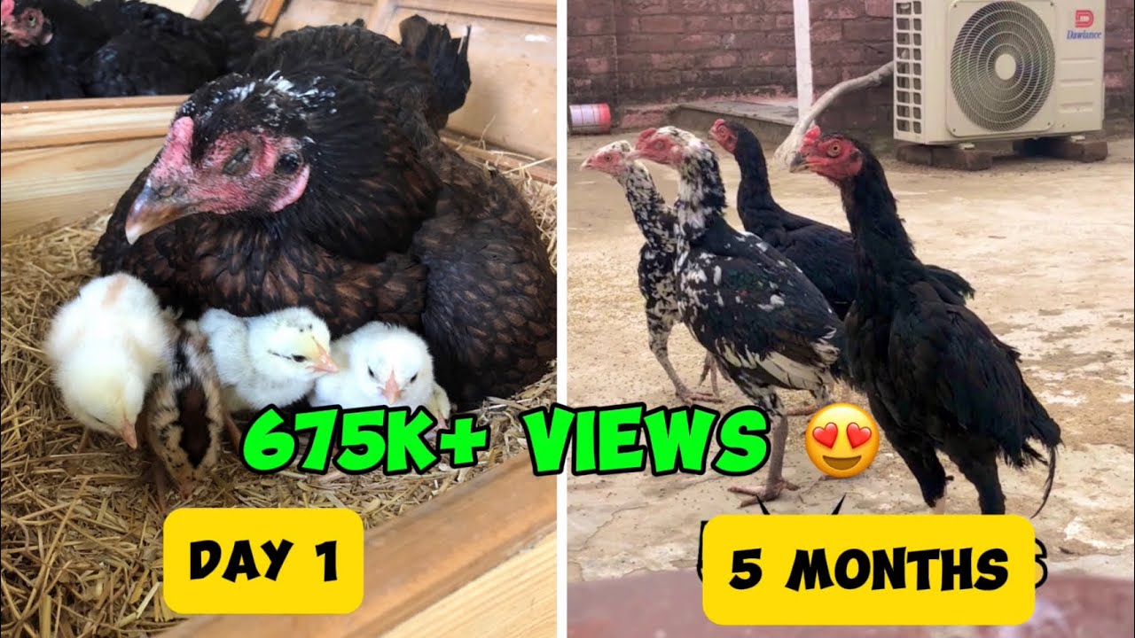 growth of 6 aseel chicks from day 1 to 5 months | #organicchicken #aseel #growth