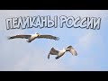 Пеликаны России. Часть 1