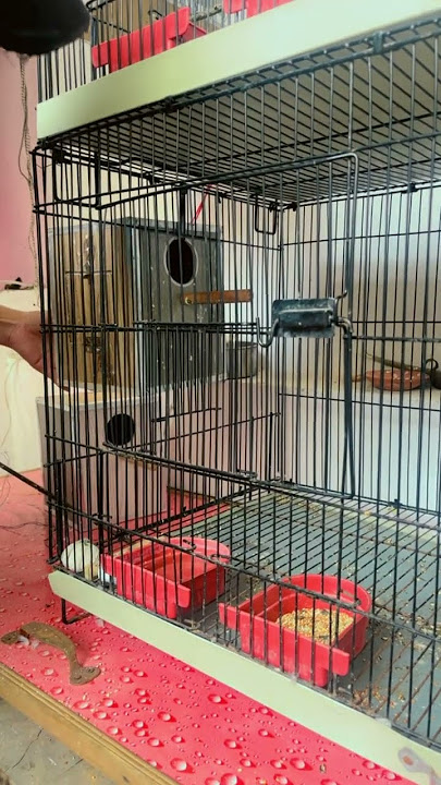 Breeding season start 🥰🥰 #birds #fisherlovebirds #lovebird #parrot #fisherbird #vlog